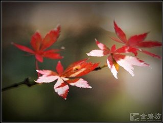 酬崔峒見(jiàn)寄（一作江湖秋思）