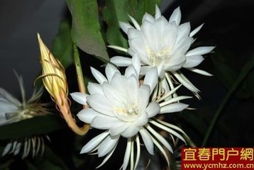 昭君怨·試問愁來何處