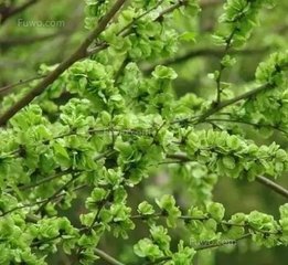 戲詠榆莢