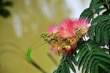 寄題楊懋卿孝感堂