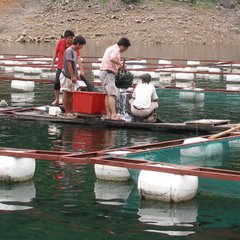 出市得鱖魚(yú)成六言