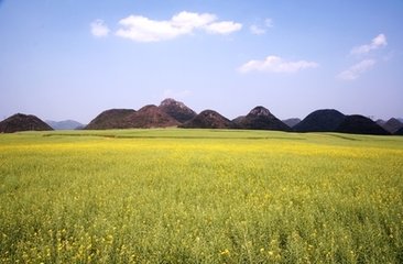 雞菜嶺