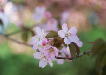 明月棹孤舟（逢子似清河坊市中客樓小飲）