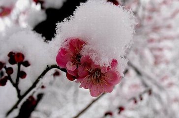 清平樂·雪馀寒退