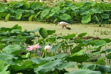 八音諧（賞荷花，以八曲聲合成，故名）