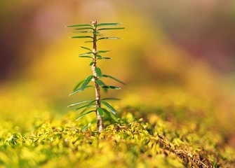 癸亥立春日煮茗於石池寺見(jiàn)庚戌中盛二十舅中