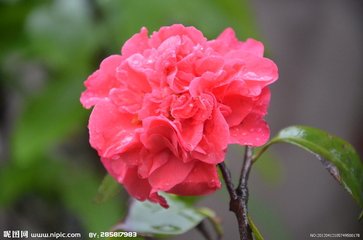 雨中花慢（春雨）