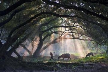 清平樂(lè) 李仁山檻中蟠桃梅 案此下原附李杜山