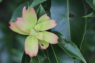 減字木蘭花（朱子淵見和，次韻為謝）