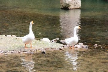 天臺(tái)石橋