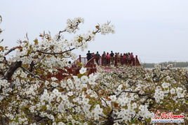 沁園春·摘玉蕊梅