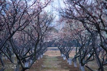 從馮黎州飲梅林以山谷舊時愛酒陶彭澤今日梅