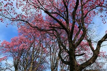 木筆花