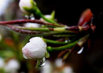 雨中花慢·宿靄凝陰