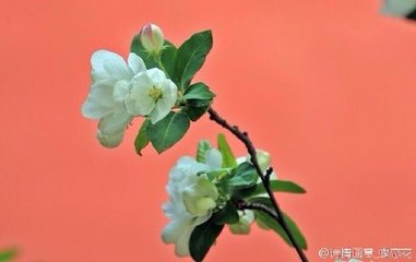 蝶戀花（和張文伯海棠）