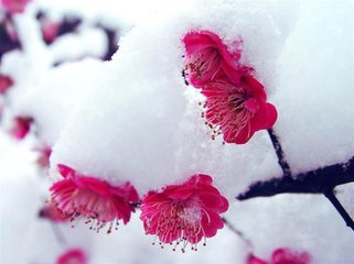 和耿時(shí)舉梅雪二首