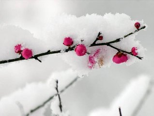 東畿舟居阻雪懷寄二三知舊三首之二