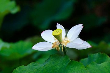 過(guò)秦樓·黃鐘商芙蓉