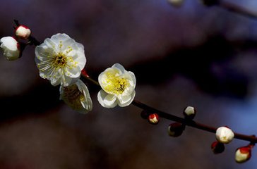 東湖探梅