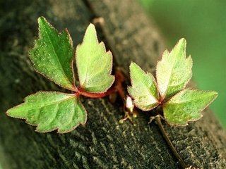 送劉散員同賦得陳思王詩(shī)山樹郁蒼蒼