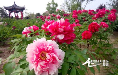 禁中賞芍藥口占