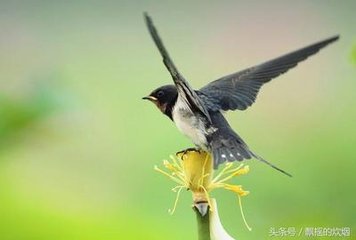 菩薩蠻（張饒縣以一枝梅來，和韻）