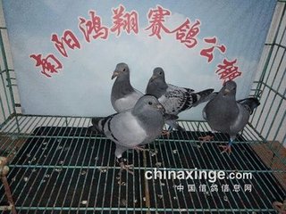 醉后戲贈蘇九翛（蘇常好讀元魯山文或勸入關(guān)者故戲之）