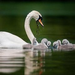 鷓鴣天·愛日烘晴旬日間