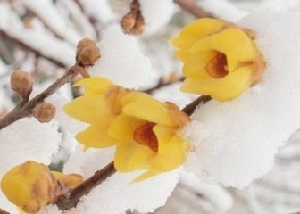 減字木蘭花慢 和心 春雪詞