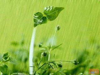 綺羅香（秋雨）