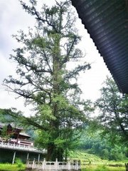 大雨宿仰山，翌旦驟霽，混融云"無乃開仰山