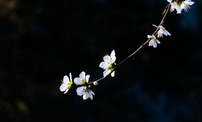 木蘭花慢（趙叟生日）