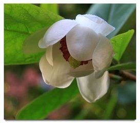 木蘭花慢 送季治書