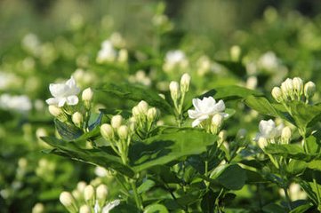 王正之提刑見(jiàn)和茉莉小詩(shī)甚工。今日茉莉漸過(guò)