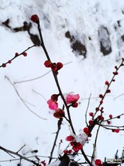 春前一日雪