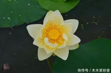 菱花怨