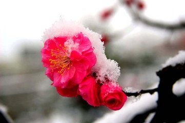 阮郎歸·雪飛燈背雁聲低