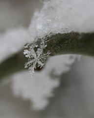 【南呂】一枝花　怨雪