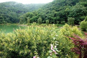 雨中花（次閻侍郎韻）