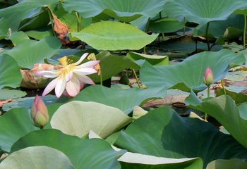 水調(diào)歌頭（舟過(guò)桃源，適逢初度，和歐陽(yáng)楚翁韻）