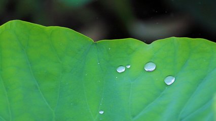 秋蕊香·寶月驚塵墮曉