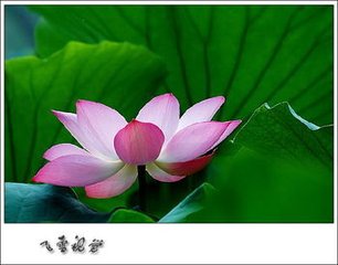 臨江仙·蕊嫩花房無限好