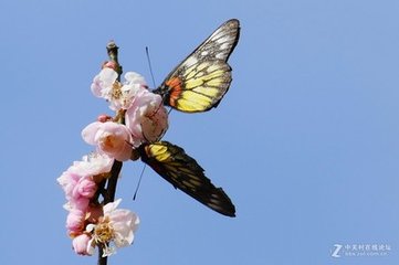 蝶戀花（和魯如晦梅花二首）