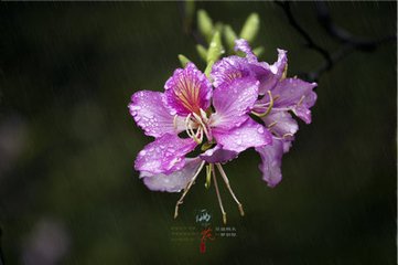 雨中花（中秋）