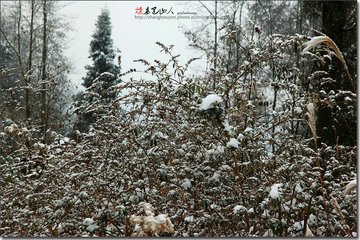 南山觀雪