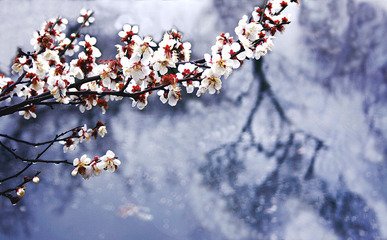 吳門春雨