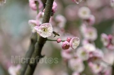 早春紅梅盛開有感