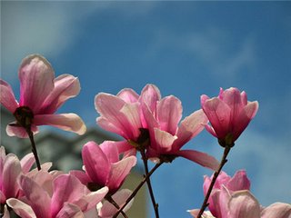 減字木蘭花（王幼安見和前韻，復用韻答之）