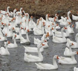 過揚(yáng)州參政宋諫議遺白鵝