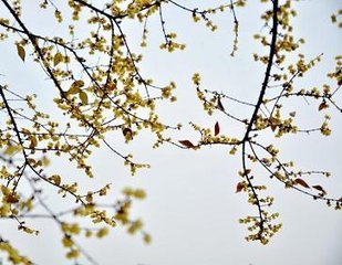 踏莎行·花染煙香